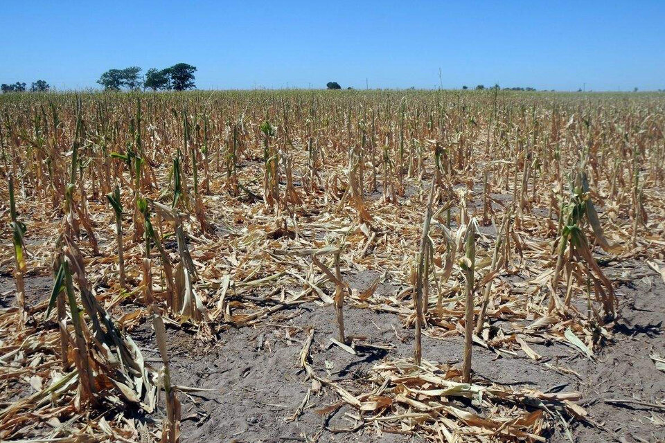 Ya se perdieron más de 5 millones de toneladas de trigo por la sequía
