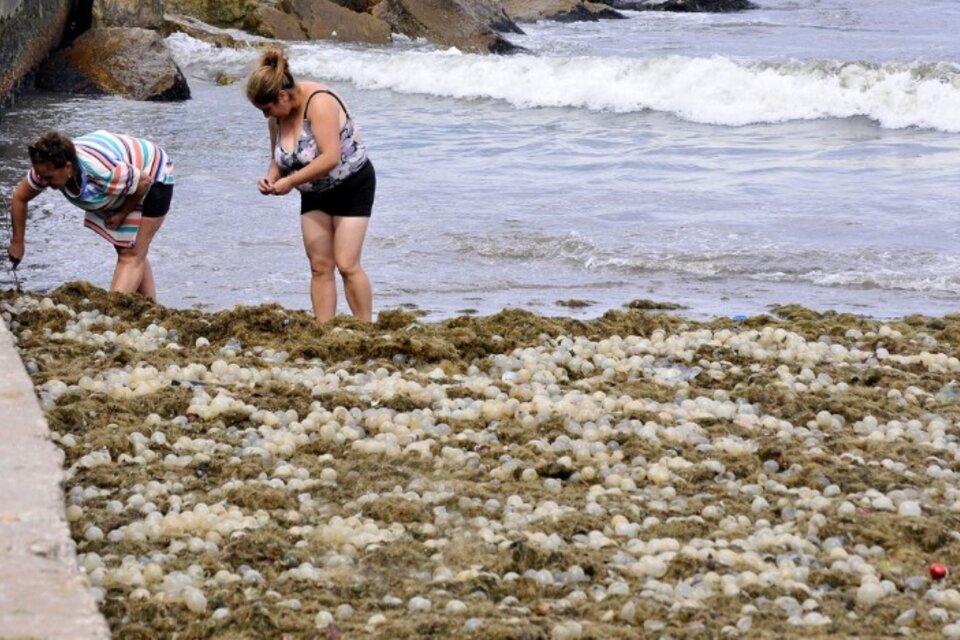 Un manto de algas y cápsulas de caracoles marinos cubrió las playas del centro de Mar del Plata. Imagen: Télam. 