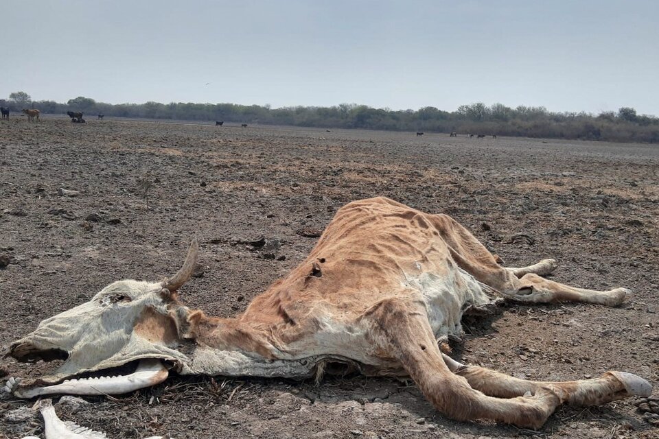 La producción agropecuaria argentina viene sufriendo los efectos de una sequía prolongada. (Fuente: Télam)