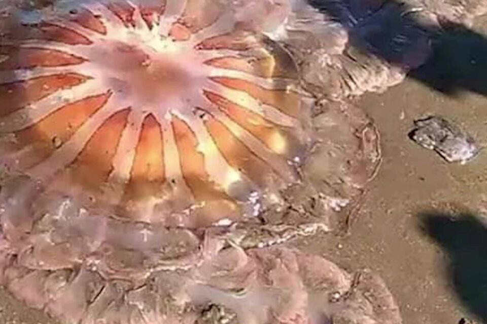 Sorpresa en Mar del Plata tras la aparición de una medusa gigante en la costa