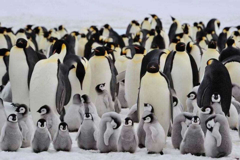Hallaron una colonia de 500 pingüinos emperador en la Antártida (Fuente: AFP)