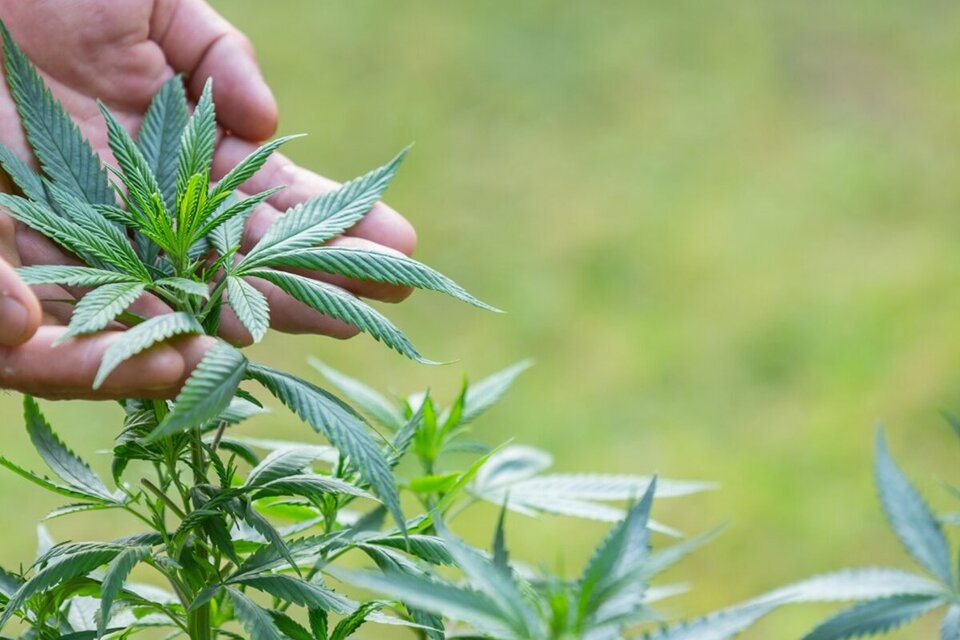 El Gobierno nacional puso en funcionamiento a la Agencia Regulatoria de la Industria del Cáñamo y el Cannabis Medicinal (Ariccame). (Fuente: Télam)