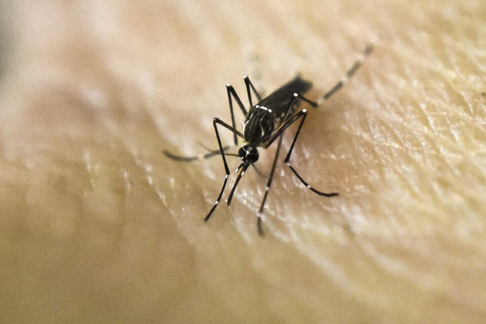 El mosquito Aedes aegypti es el transmisor del dengue. 