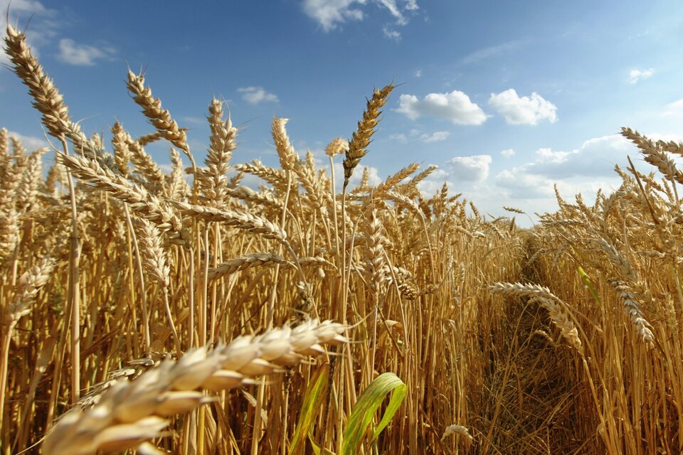 Trigo, maíz y cebada tuvieron cosechas récord en el trienio