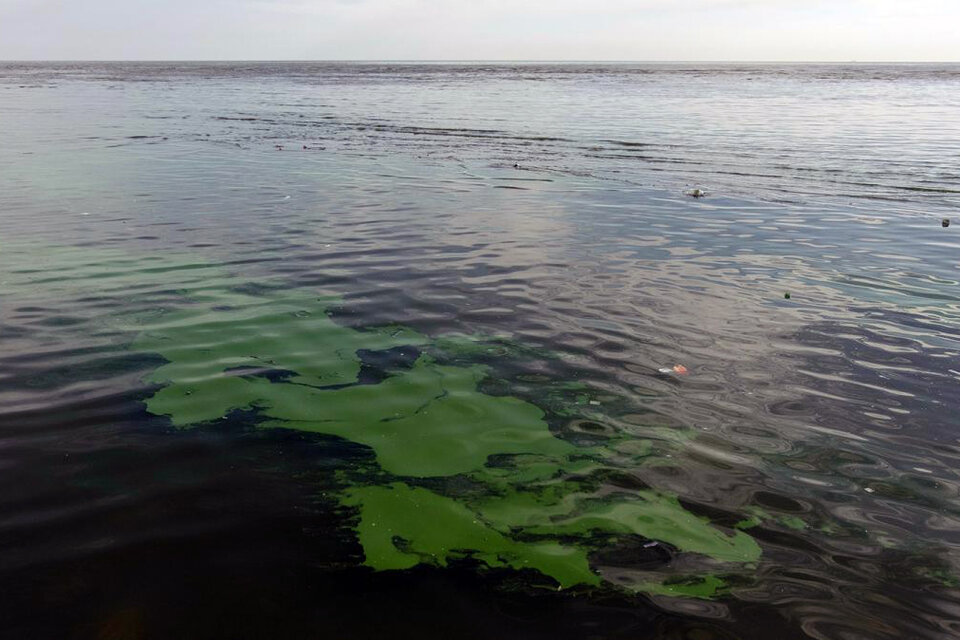 Las cianobacterias tienen un llamativo color verde brillante. (Fuente: Télam)