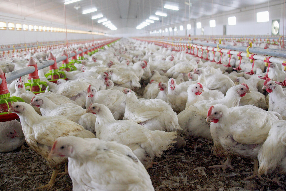 En 2022, el kilo de pollo al mostrador registró un aumento del 95 por ciento. (Fuente: NA)