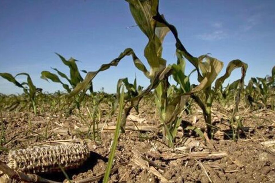 El maíz fue una de las producciones afectadas.