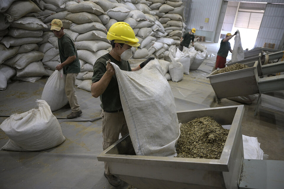 La producción agroecológica de yerba mate no utiliza agrotóxicos ni herbicidas. (Fuente: AFP)