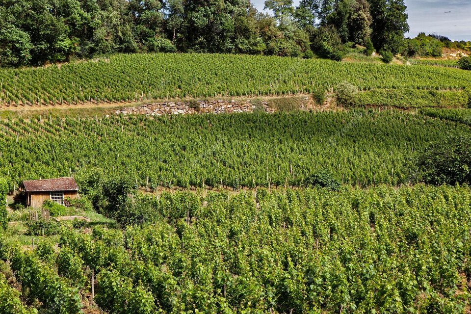 La cartera de Agricultura anunció una inversión de 160 millones de euros para la destilación de vino. (Foto: Gobierno de Francia/Turismo)