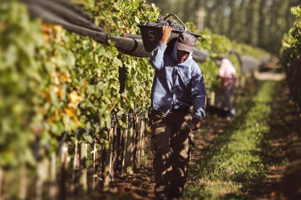 La vitivinicultura se desarrolla en 18 provincias y Mendoza concentra un 70 por ciento de la superficie cultivada.