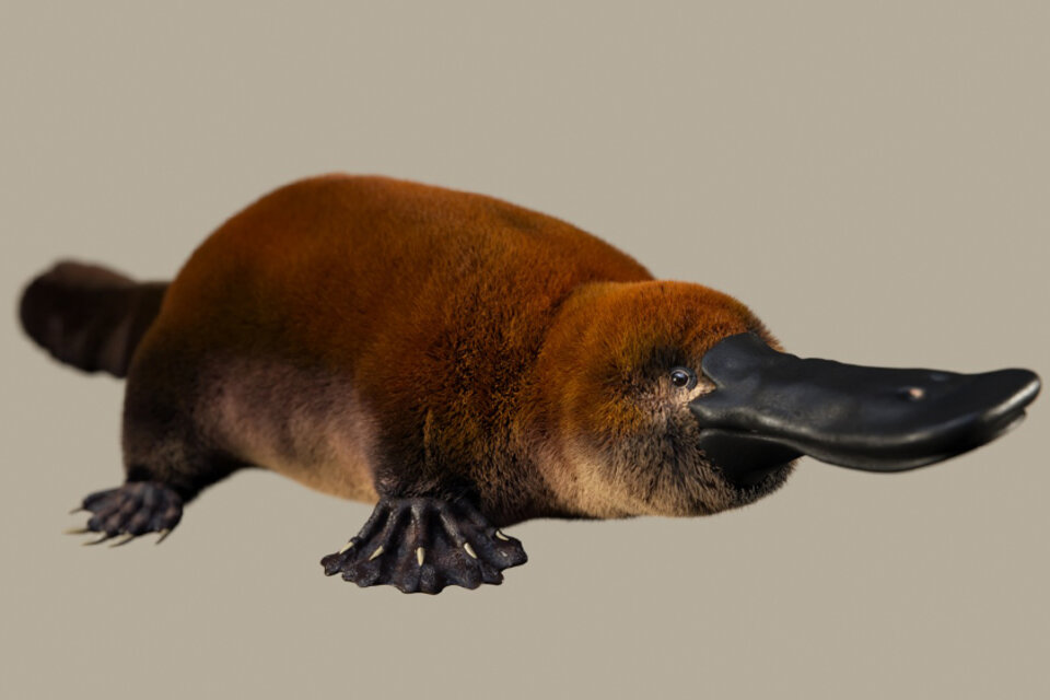 Ilustración del potencial aspecto en vida del Patagorhynchus pascuali. (Foto: Santiago Miner/LACEV/Conicet)