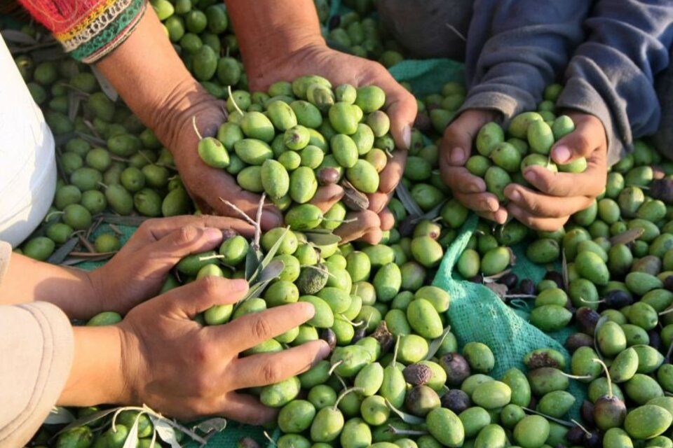 Crearon guarderías para la cosecha de olivo 