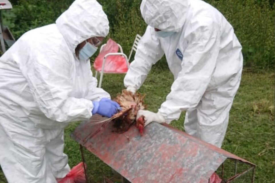 Se detectó un nuevo caso de gripe aviar en Córdoba. Imagen: Senasa