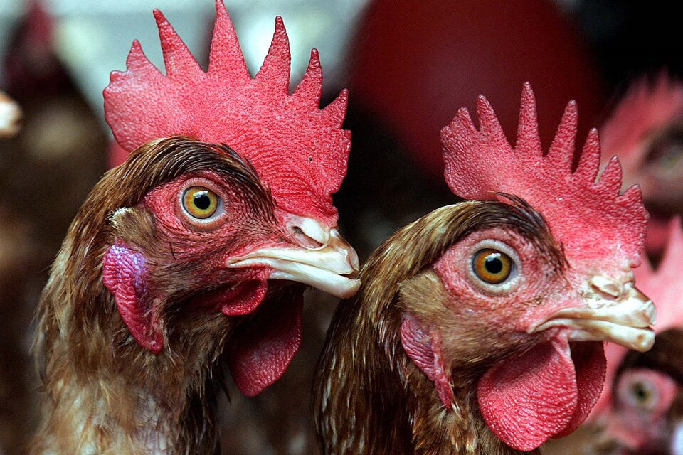 Senasa confirmó 24 casos de gripe aviar en animales. Imagen: NA.