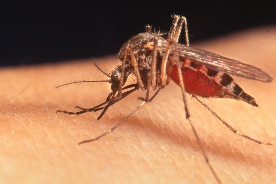 Hasta la semana epidemiológica del 12 al 18 de febrero se notificaron en el país 673 casos positivos de dengue.