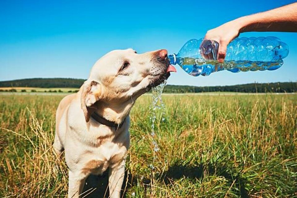Los perros pueden ser vulnerables a las altas temperaturas. Imagen: Pexels (Fuente: Télam)