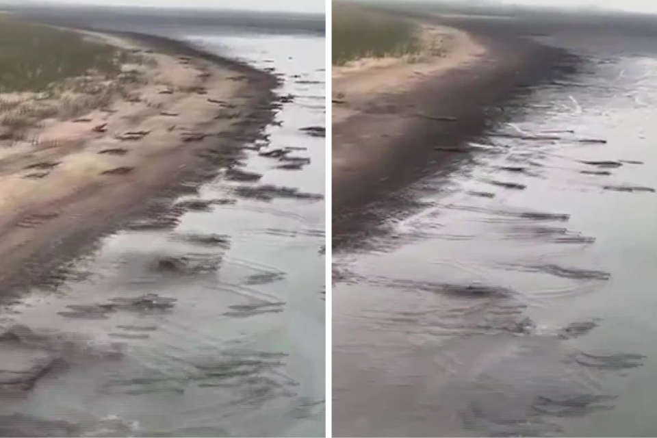La desesperación de los animales por llegar al agua en medio de la sequía en Corrientes