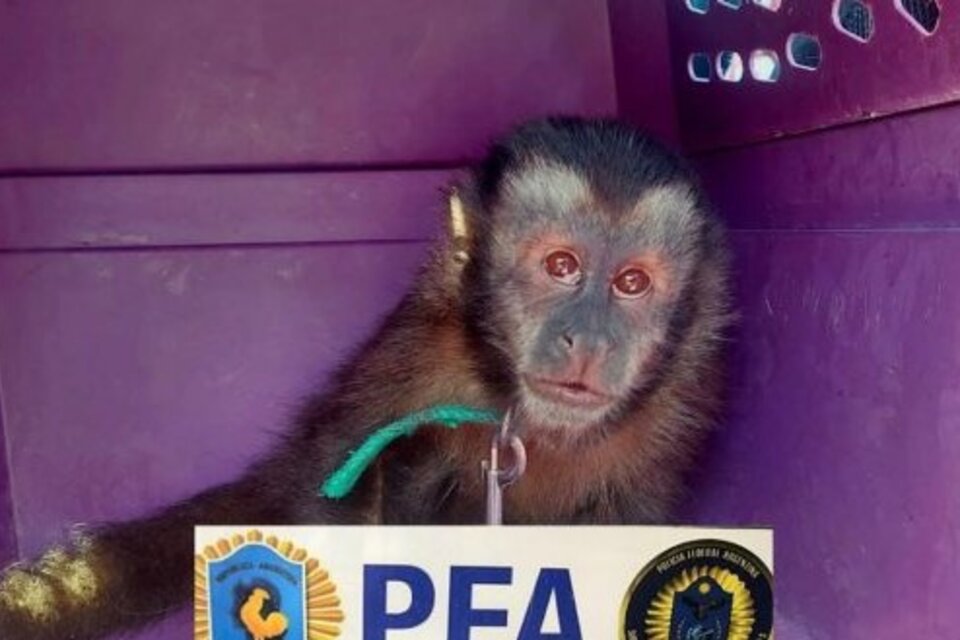 El mono estaba atado con una cuerda al cuello a una garrafa, lo que limitaba su movilidad. (Foto: PFA)