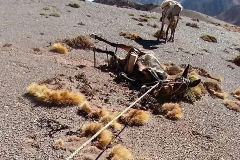 Mulas de carga en el Parque Provincial Aconcagua, Mendoza. Imagen: Fundación Cullunche.