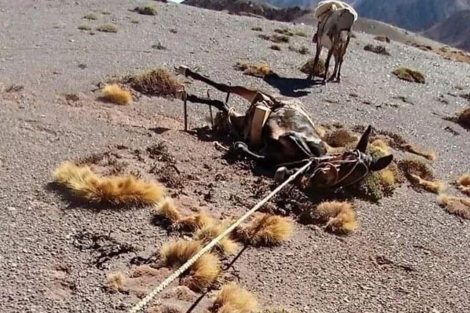 Mulas de carga en el Parque Provincial Aconcagua, Mendoza. Imagen: Fundación Cullunche.