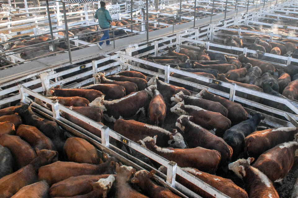 El estiércol de tres mil cabezas de ganado permite brindar energía eléctrica a dos mil personas.  (Fuente: Télam)