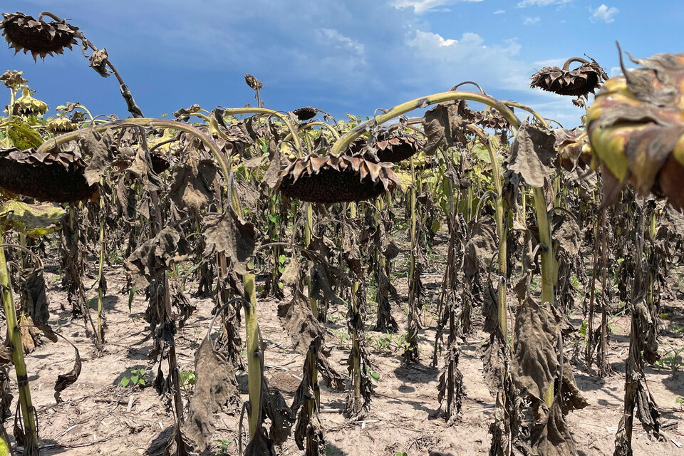 El maíz y la soja son los cultivos más castigados en la provincia (Fuente: NA)