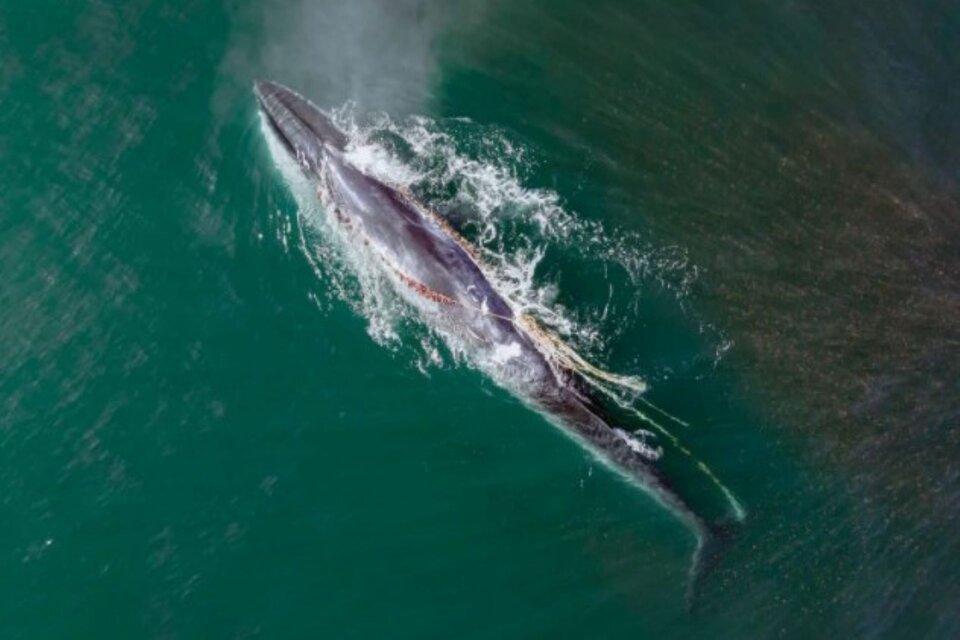 Un ejemplar de ballena Sei con una soga enredada en la boca fue vista frente a las cosstas de Rada Tilly, en Chubut. Imagen: Twitter