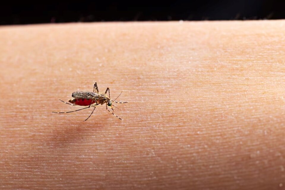 Mosquito Aedes aegypti, transmisor del dengue. Imagen: freepik.