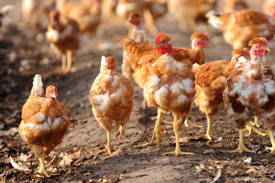 La influenza aviar H5 recaló en la Argentina hace poco más de un mes y ya es considerada una epidemia.