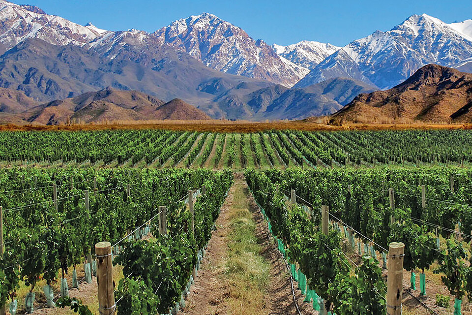 La vitivinicultura es una de las economías reguinales que espera ser alcanzada por el dólar agro
