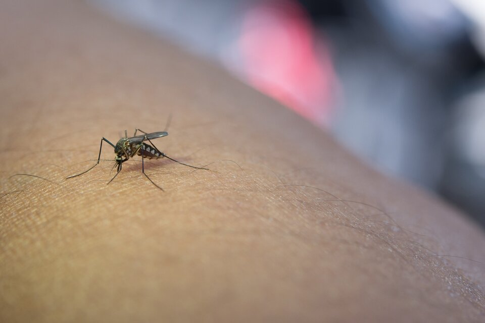 Ya son 2.640 los casos de dengue registrados en CABA. Imagen: FreePik. 