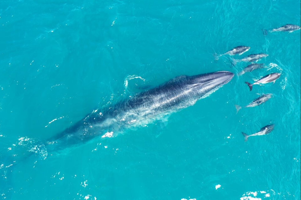 Las ballenas Sei se acercan a la costa de Chubut para comer langostillas. (Fuente: Daniel Lucchetti)