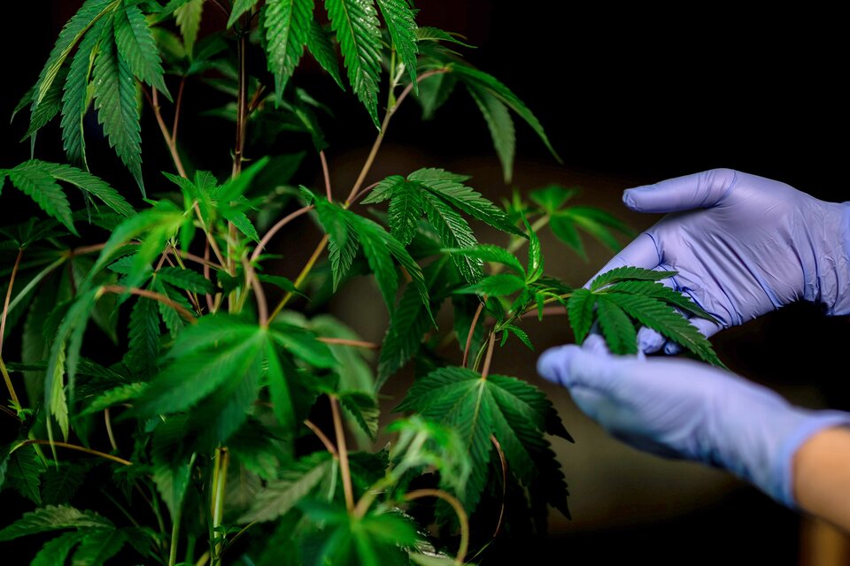 Investigadoras tucumanas cultivan y analizan cannabis con fines medicinales