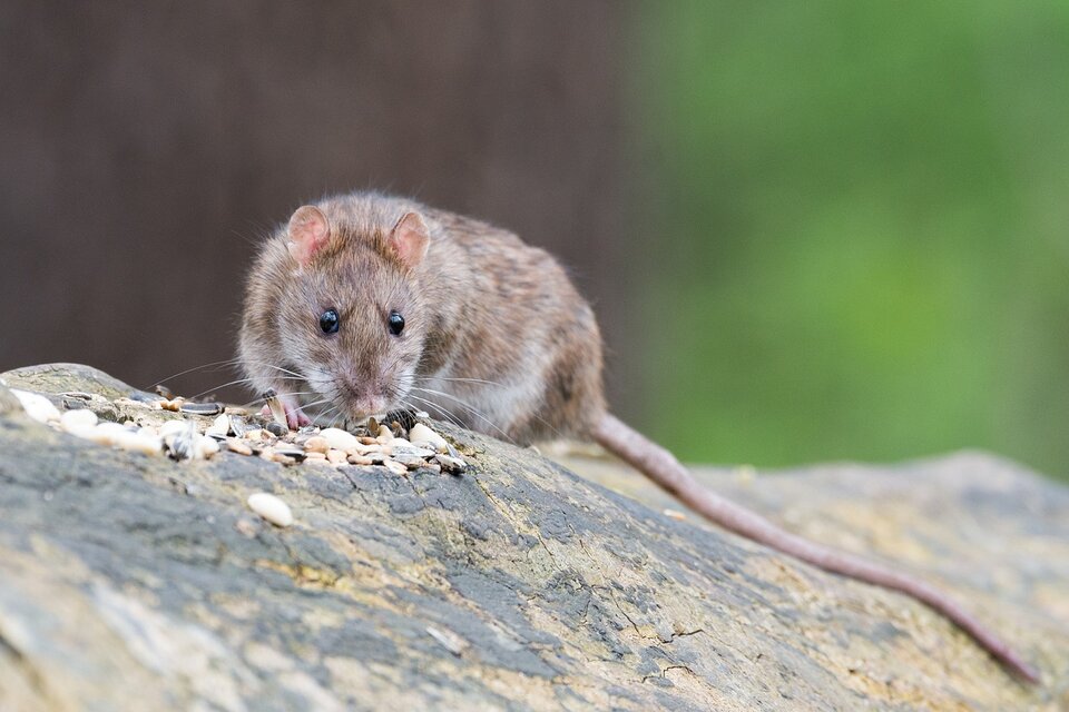 Según la leyenda, en la ciudad de 8,5 millones de habitantes hay tantas ratas como humanos. (Foto: Pixabay)