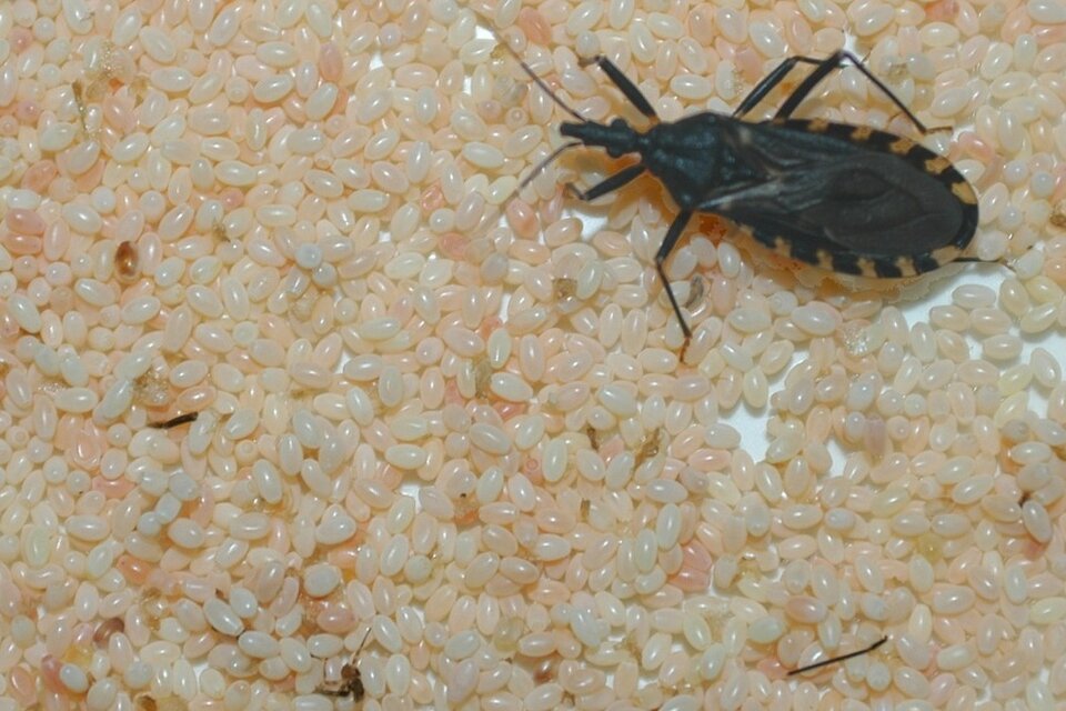 Causado por el parásito T. cruzi, el Chagas se transmite principalmente por la picadura de un insecto conocido como chinche o vinchuca. 