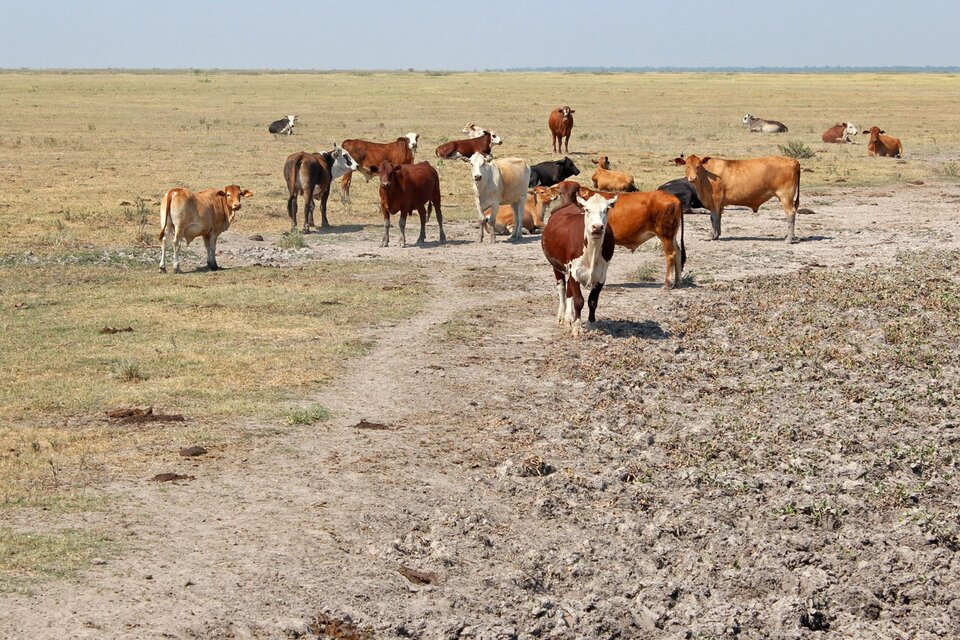 Una sequía afecta amplias zonas agrícolas en la Argentina.