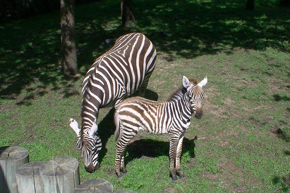 Anarquía animal: la actualidad de los zoológicos en Argentina (Fuente: NA)