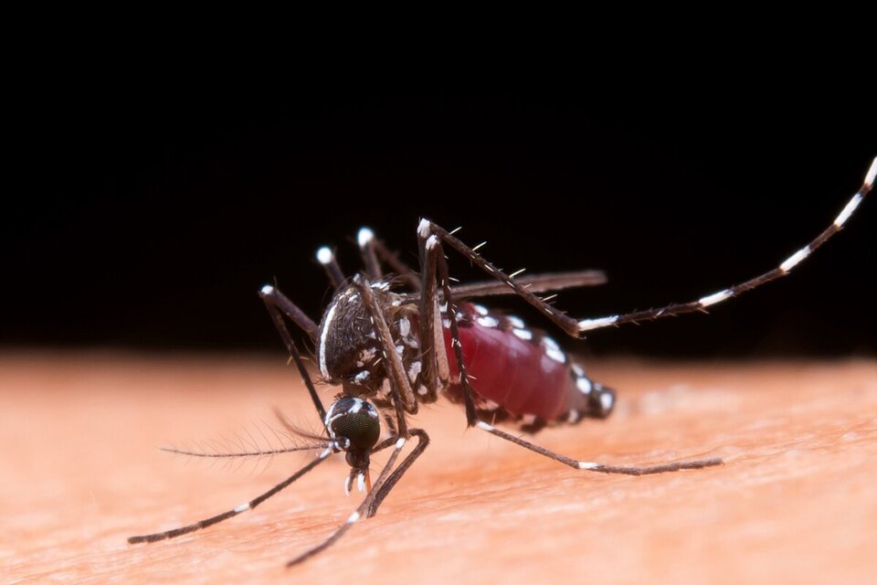 El Ministerio de Salud identificó más de 40 mil casos de dengue hasta el momento en 15 provincias correspondientes a cuatro regiones del país. 