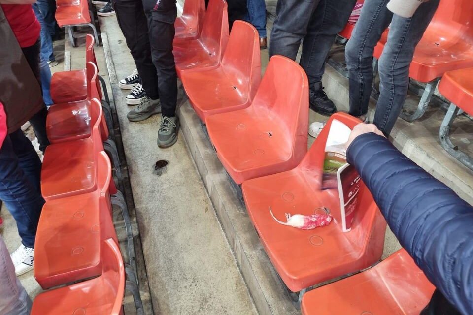 Bélgica: una hinchada de fútbol arrojó ratas muertas a la tribuna del rival (Fuente: Twitter)