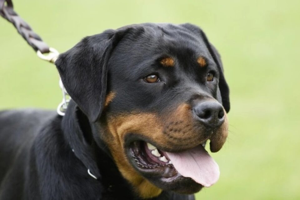 El rottweiler es una raza canina de tipo molosoide originaria de Alemania.