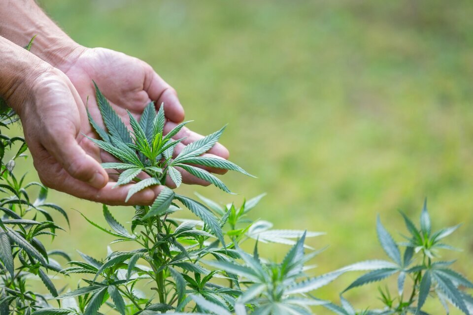 Por Qué Se Celebra Hoy El Día Mundial De La Marihuana Y Qué Significa ...