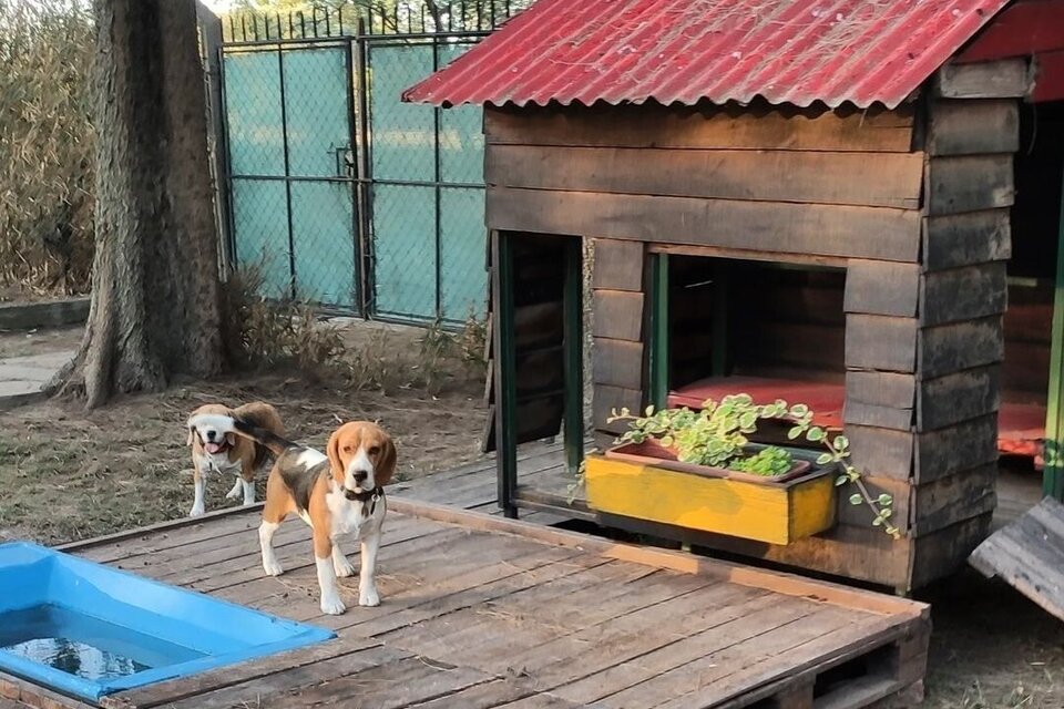 Fin de semana largo: 3 opciones de guarderías y cuidadores en Buenos Aires para dejar a las mascotas