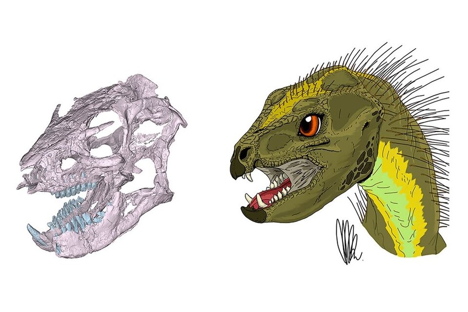 Científicos argentinos reconstruyeron el cráneo de un dinosaurio patagónico. Imagen: Conicet/Marcos G. Becerra.   