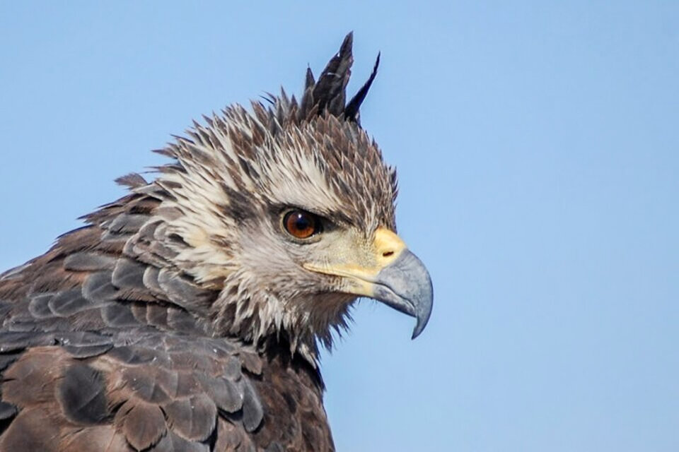 El águila coronada está en peligro de extinción y quedan menos de mil ejemplares en el mundo.