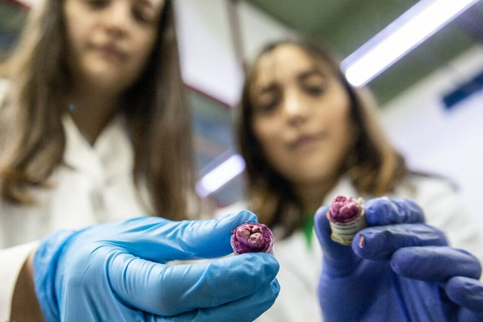 Las especialistas inhiben las bacterias que producen las caries dentales. (Fuente: Universidad Nacional de San Luis)