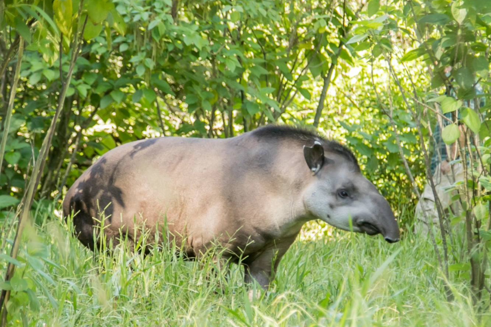 Suyana, la tapir liberada en Tucumán que fue matada por cazadores furtivos. 