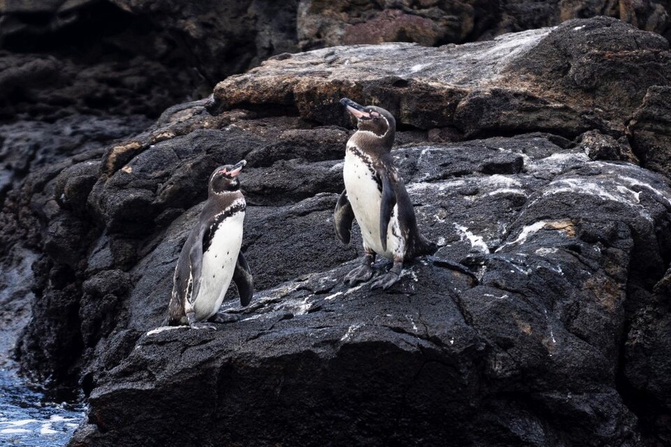 Pingüino de las Galápagos​, única especie de pingüino que vive en la zona tropical (Fuente: AFP)