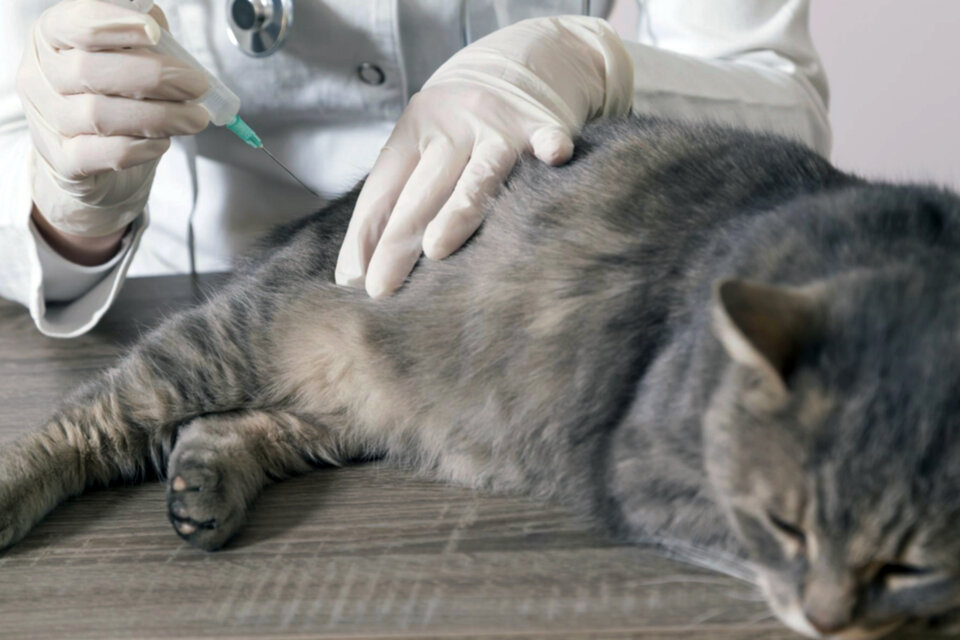 Despliegan un importante operativo de vacunación ante la detección de un gato con rabia en La Plata  