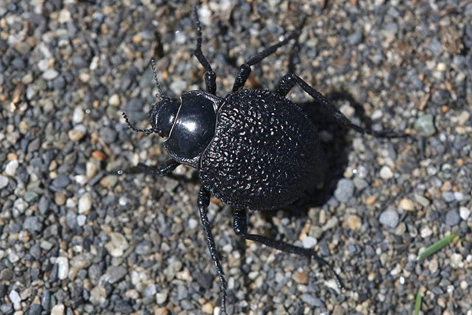 El escarabajo oscuro granulado es una de las especies que habita la Patagonia. (Fuente: American Insects)