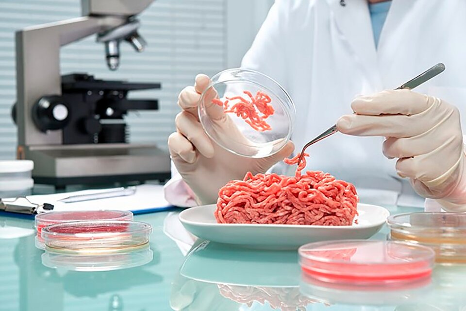 La carne de laboratorio se produce con células madre de animales vivos, óvulos fecundados o bancos de células almacenadas. (Fuente: AFP)